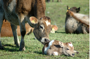 Newborn Jersey calf