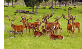 A mob of red deer